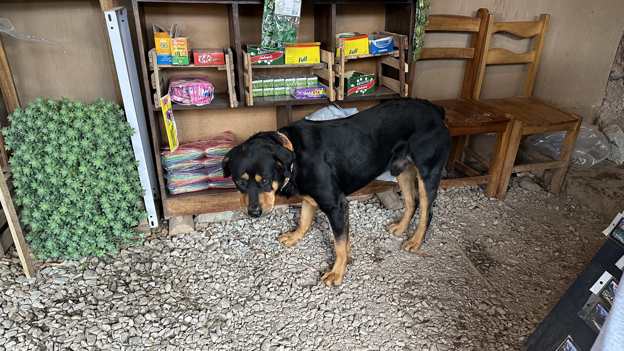 A black dog resting by a small shop counter at the restaurant