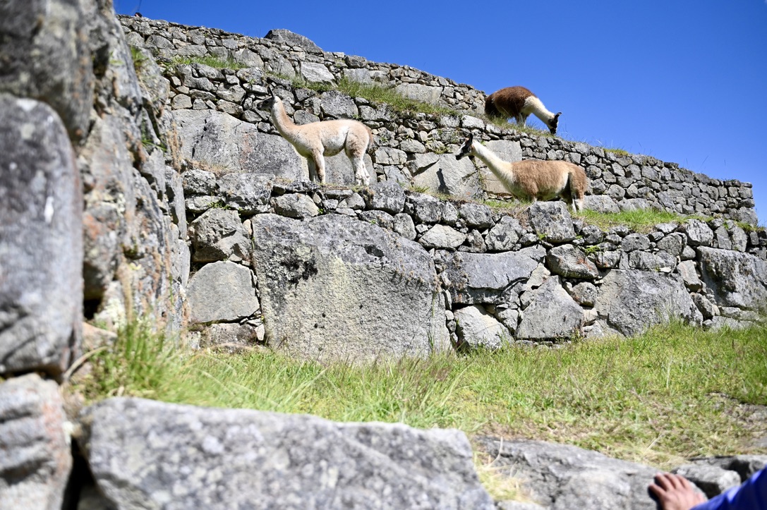 3 llamas standing on grass terraces walled by grey rocky boulders