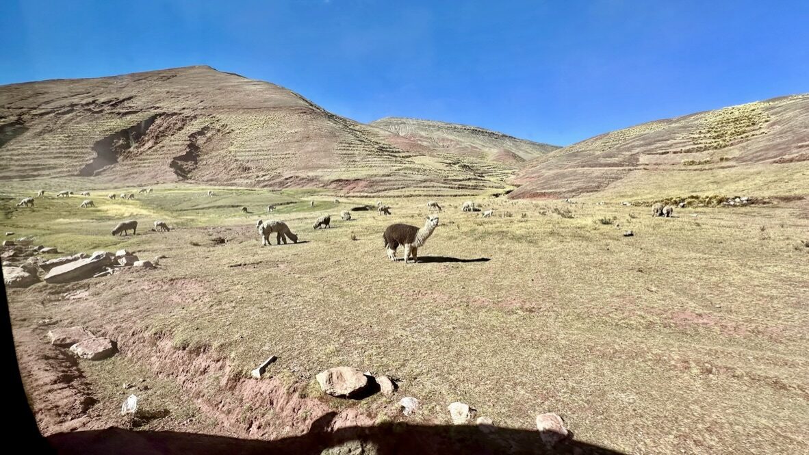 Alpacas grazing on a dry, open hillside