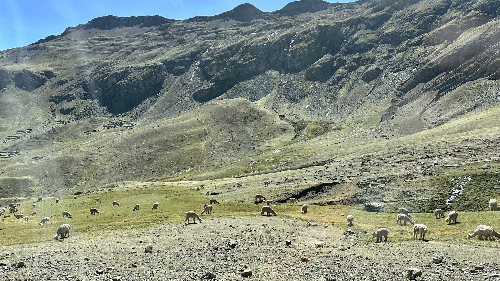 Llamas and alpacas grazing on a wide green hillside