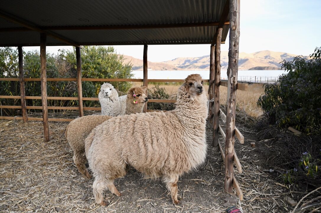 Two fluffy alpacas in a shed at the hotel, with the lake behind